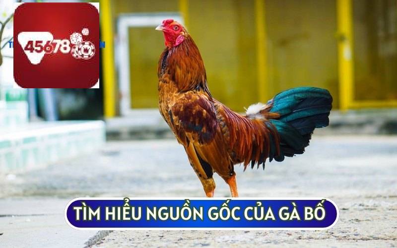 CHĂM SÓC GÀ TRE