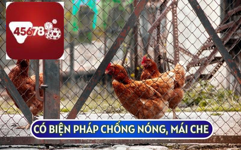 THIẾT KẾ CHUỒNG TRẠI CHO GÀ ĐÁ