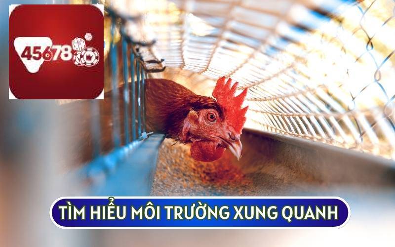 THIẾT KẾ CHUỒNG TRẠI CHO GÀ ĐÁ