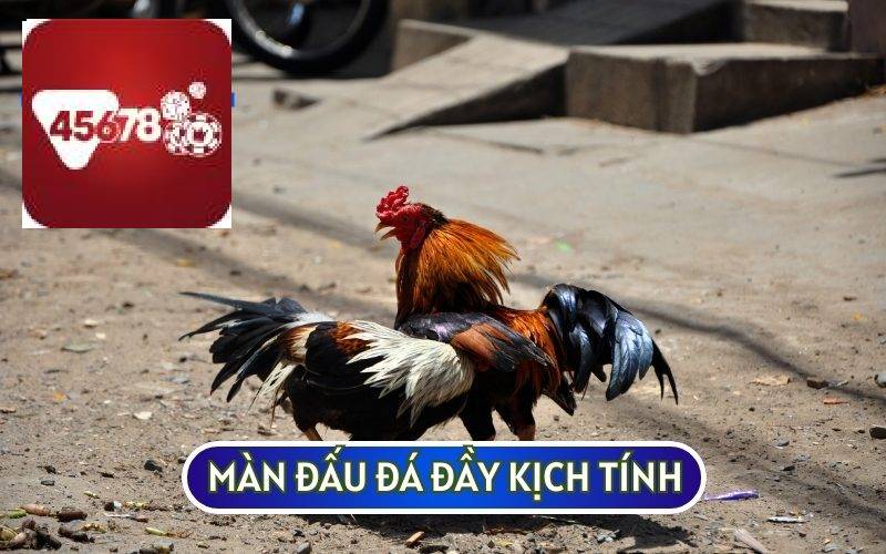 TRẬN GÀ 24 TỶ