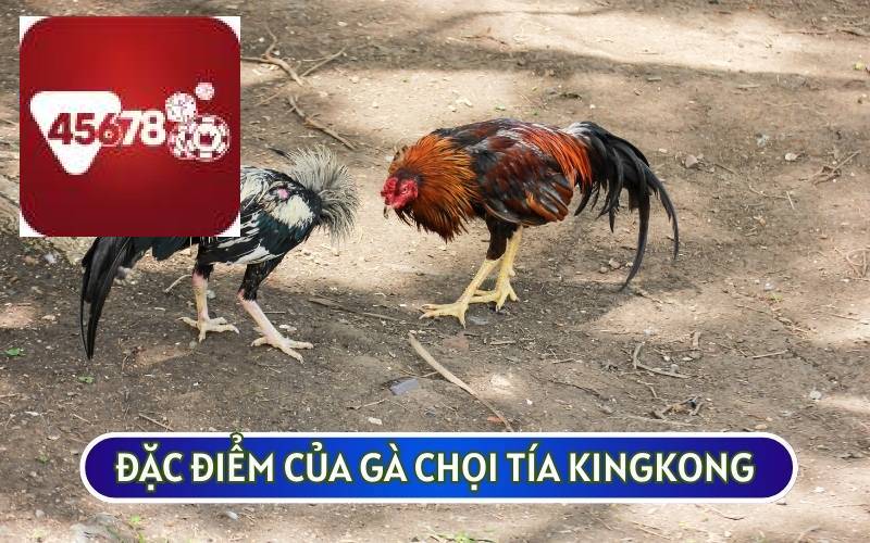 GÀ CHỌI TÍA KINGKONG