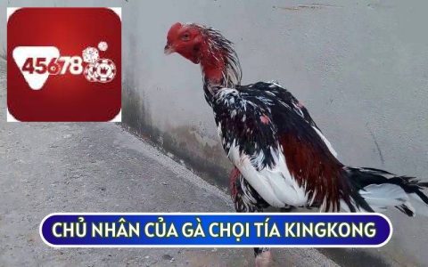 GÀ CHỌI TÍA KINGKONG