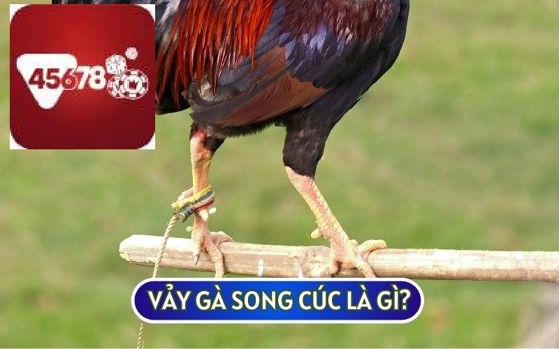 VẢY GÀ SONG CÚC