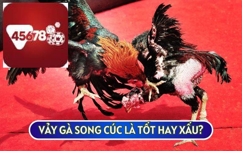 VẢY GÀ SONG CÚC